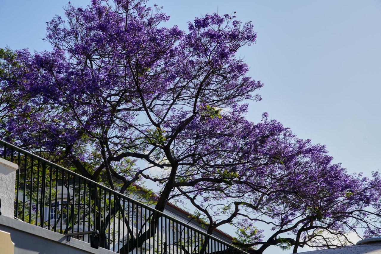 Pimenta Downtown * Funchal (Madeira)